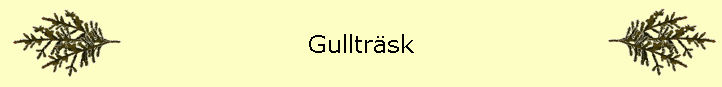 Gulltrsk