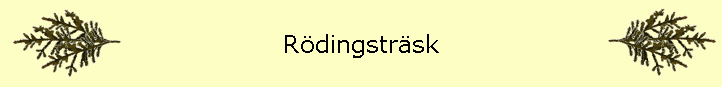 Rdingstrsk