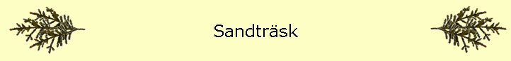 Sandtrsk